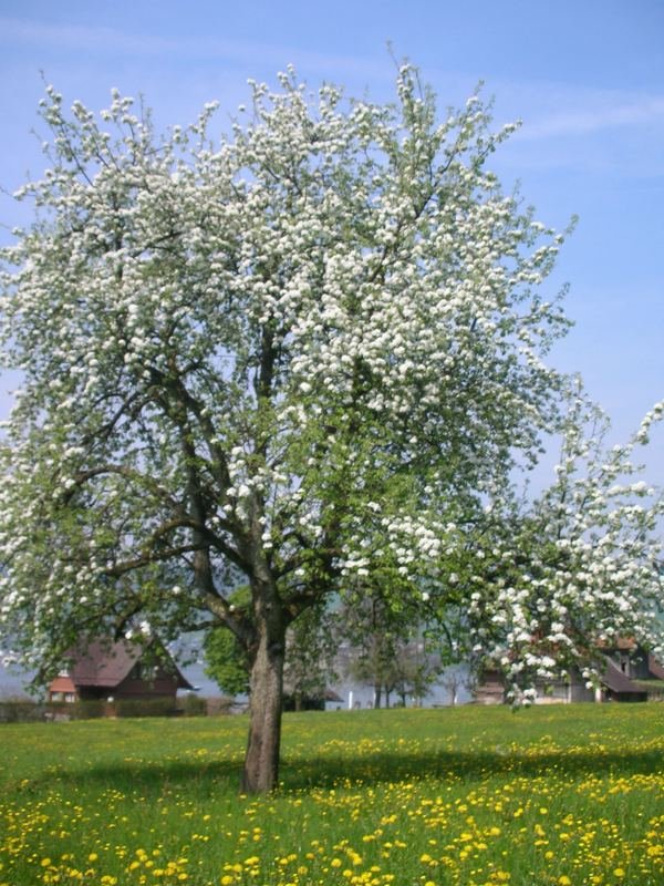 Ansegeln-2010